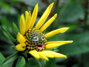 happyyellowflower