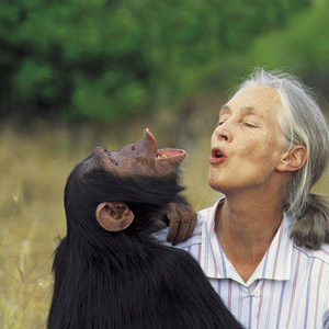 Jane Goodall with Chimpanzee