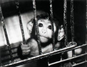 Monkey in cage looks up to viewer, hands on bars