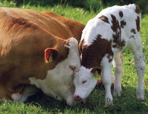 Mother cow and calf nuzzling