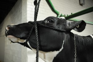 Cow's face is pictured, constrained by ropes and chains