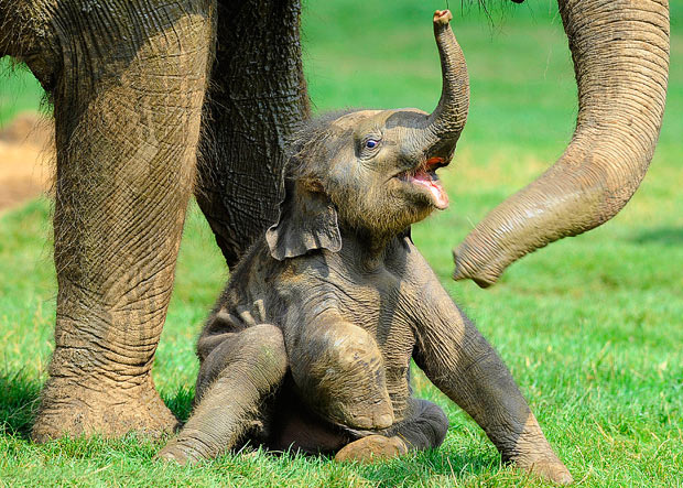 Baby elephant smiles and lifts their trunk upwards towards mother, whose legs and trunk frame the shot