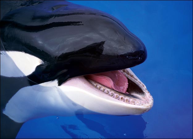 Image of orca in aquarium