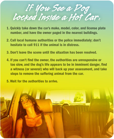 PETA flyer for canines in cars: "If you see a dog locked inside a hot car: 1. Quickly take down the car's make, model, color, and license number, and have the owner paged in the nearest buildings. 2. Call local humane authorities or the police immediately; don't hesitate to call 911 if the animal is in distress. 3. Don't leave the scene until the situation has been resolved. 4. If you can't find the owner, the authorities are unresponsive or too slow, and the dog's life appears to be in imminent danger, find a witness (or several) who will back up your assessment, and take steps to remove the suffering animal from the car. 5. Wait for the authorities to arrive.