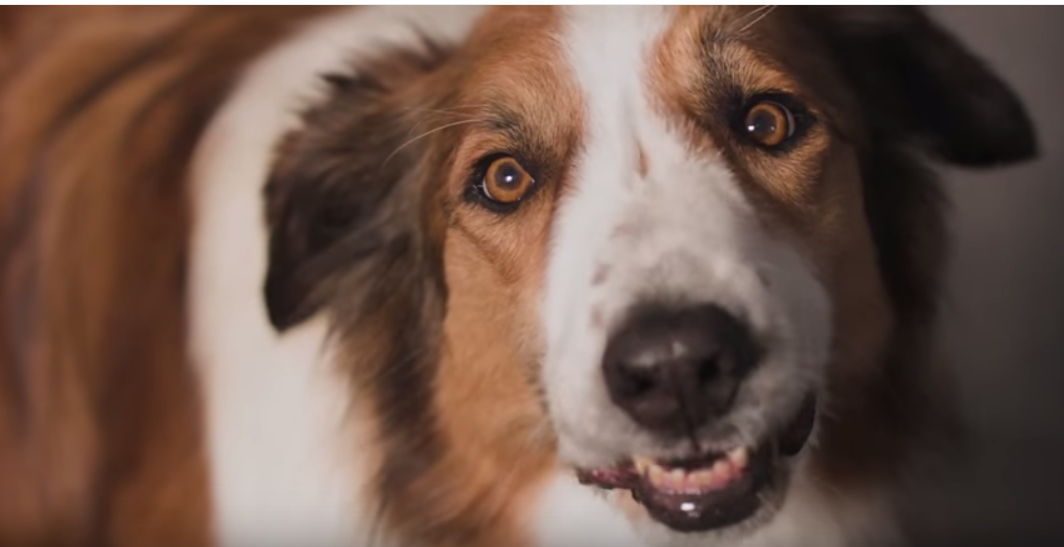 Closeup of a collie chewing food and talking from Beneful commercial