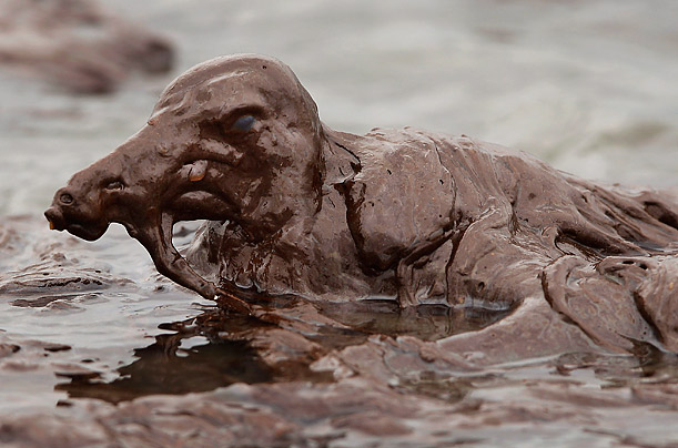 Bird subsumed in oil spill