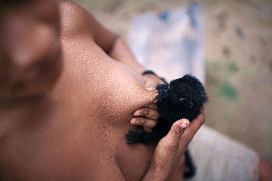 The Sexual Politics of Breast Milk in the Amazon - Vegan Feminist  NetworkVegan Feminist Network