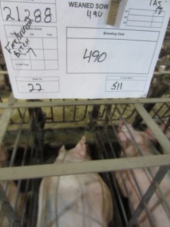 Sows crammed into gestation crates; identification paper attached to the top of the cage reads, "FAT/SELFISH BITCH"