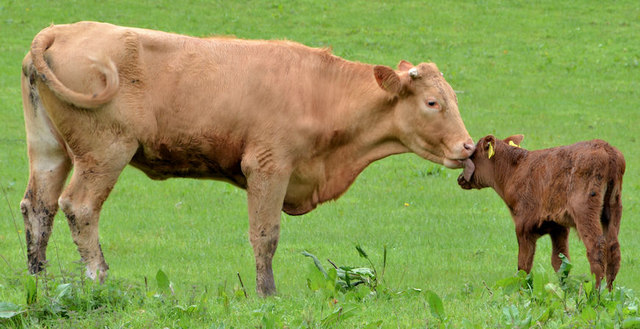 Cow grooming calf